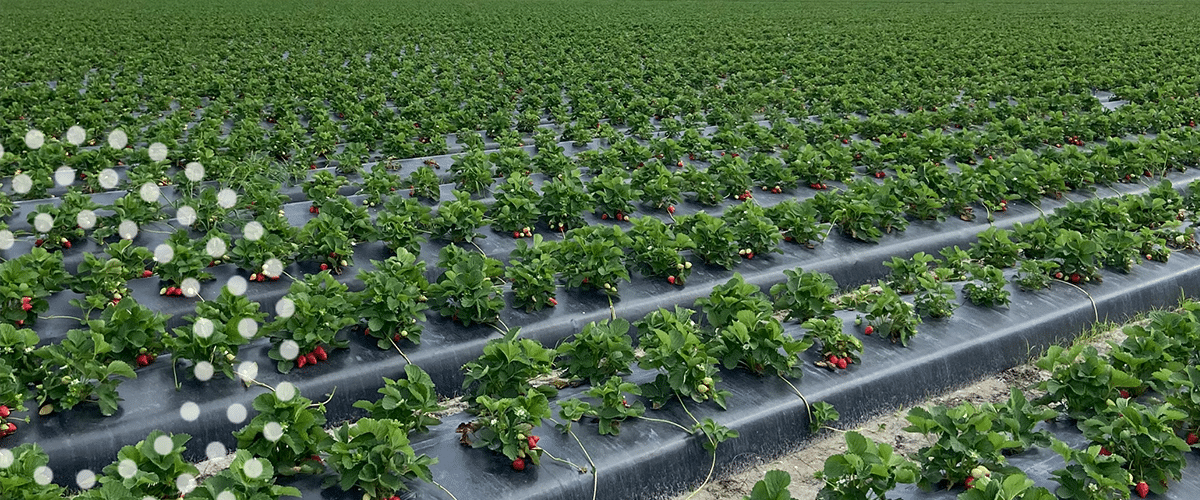Fertigation in Florida Strawberries with Water -Soluble Fertilizers