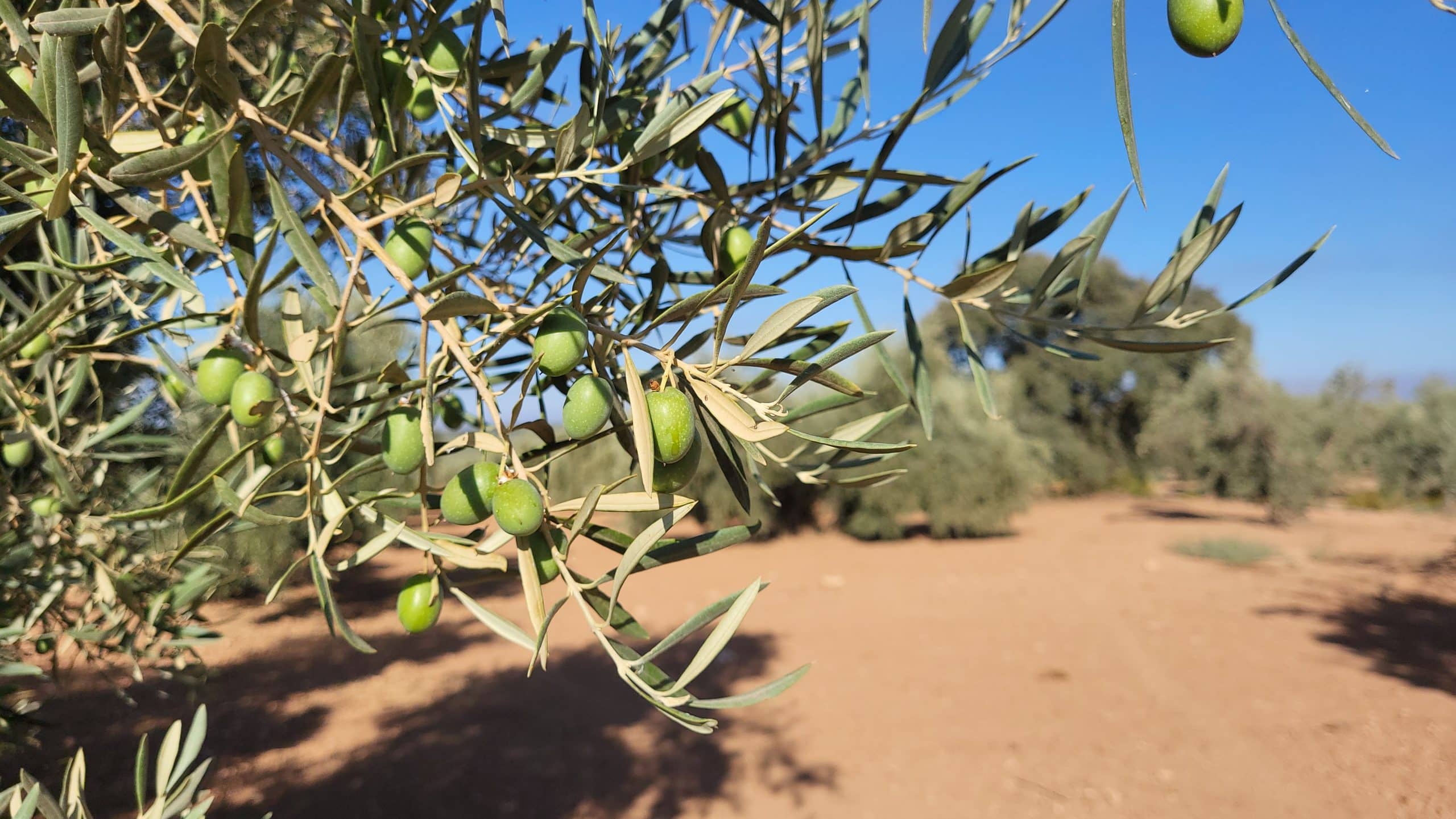 Radiografía del olivo en su Día Mundial
