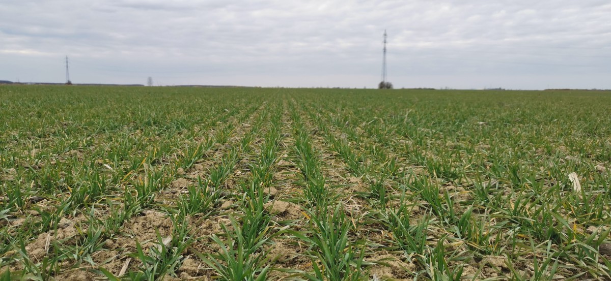 Monitoring-pšenice-je-bitan-na-što-obratiti-pozornost-Timac-Agro