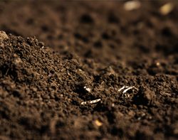 Amendements du sol et fertilisants organiques