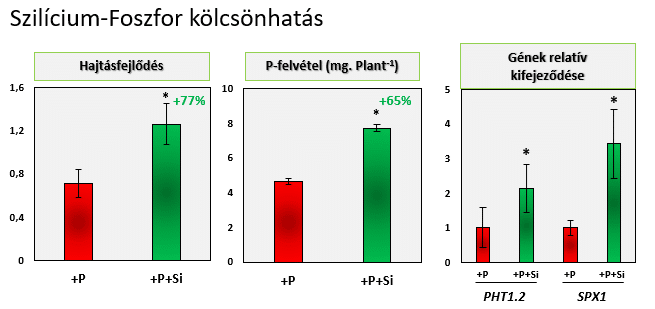 szilcium foszfor kolcsonhatas