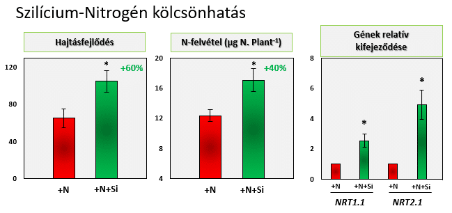 szilicium nitrogen kolcsonhatas