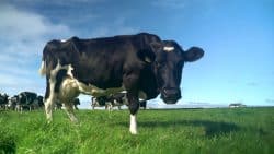 cow, grass, slurry, fertilsier