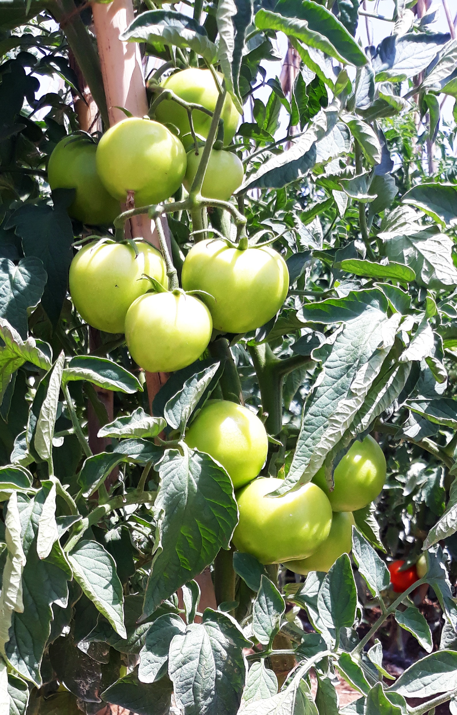 tomato gz adur polka r1