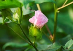 pink cotton flower 25010300 250x176