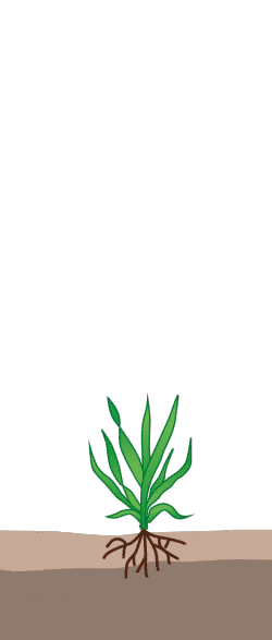 crop step 1