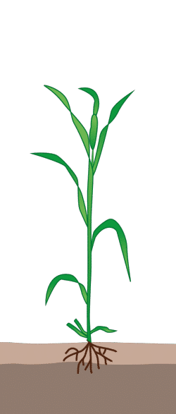 crop step 2