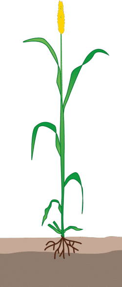 crop step 3