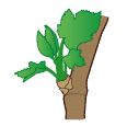 crop step 1