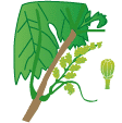 crop step 3