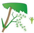crop step 4