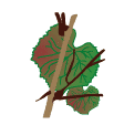crop step 9