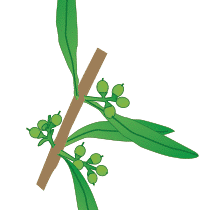 crop step 3