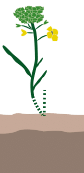 crop step 4