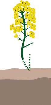crop step 5