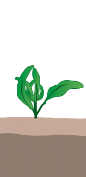 crop step 2