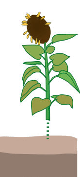 crop step 5