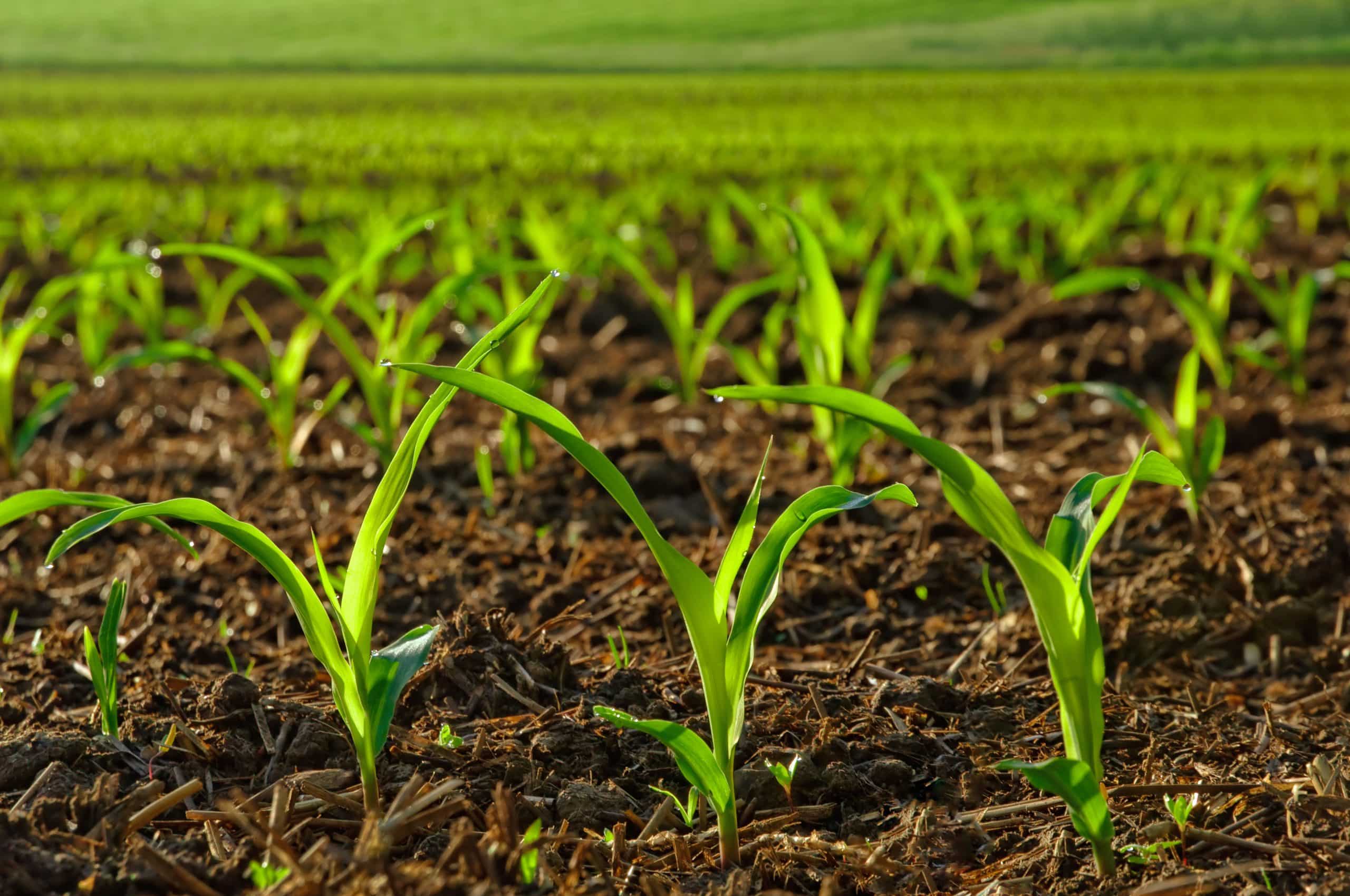 sunlit young corn plants