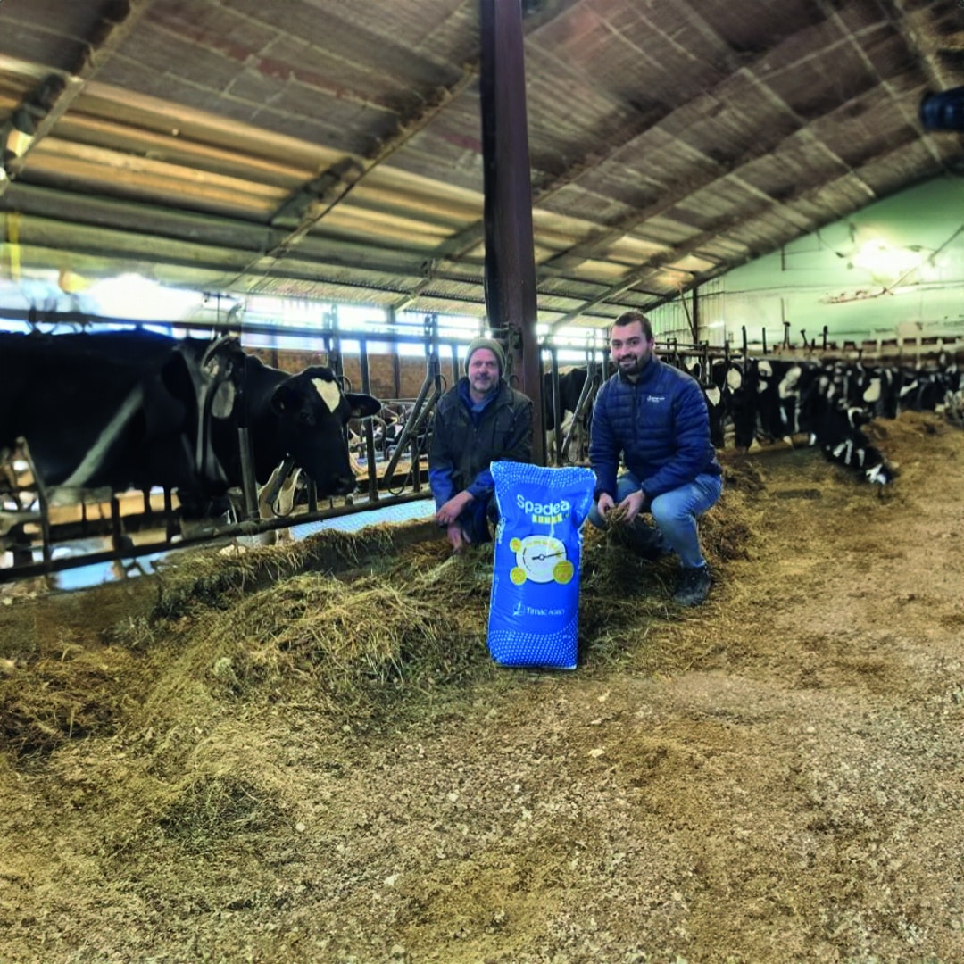 spadea rumen g eleveur vache laitiere