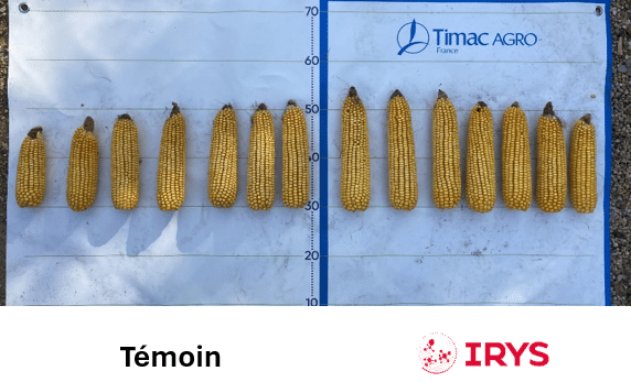 résultats essais maïs grain irys