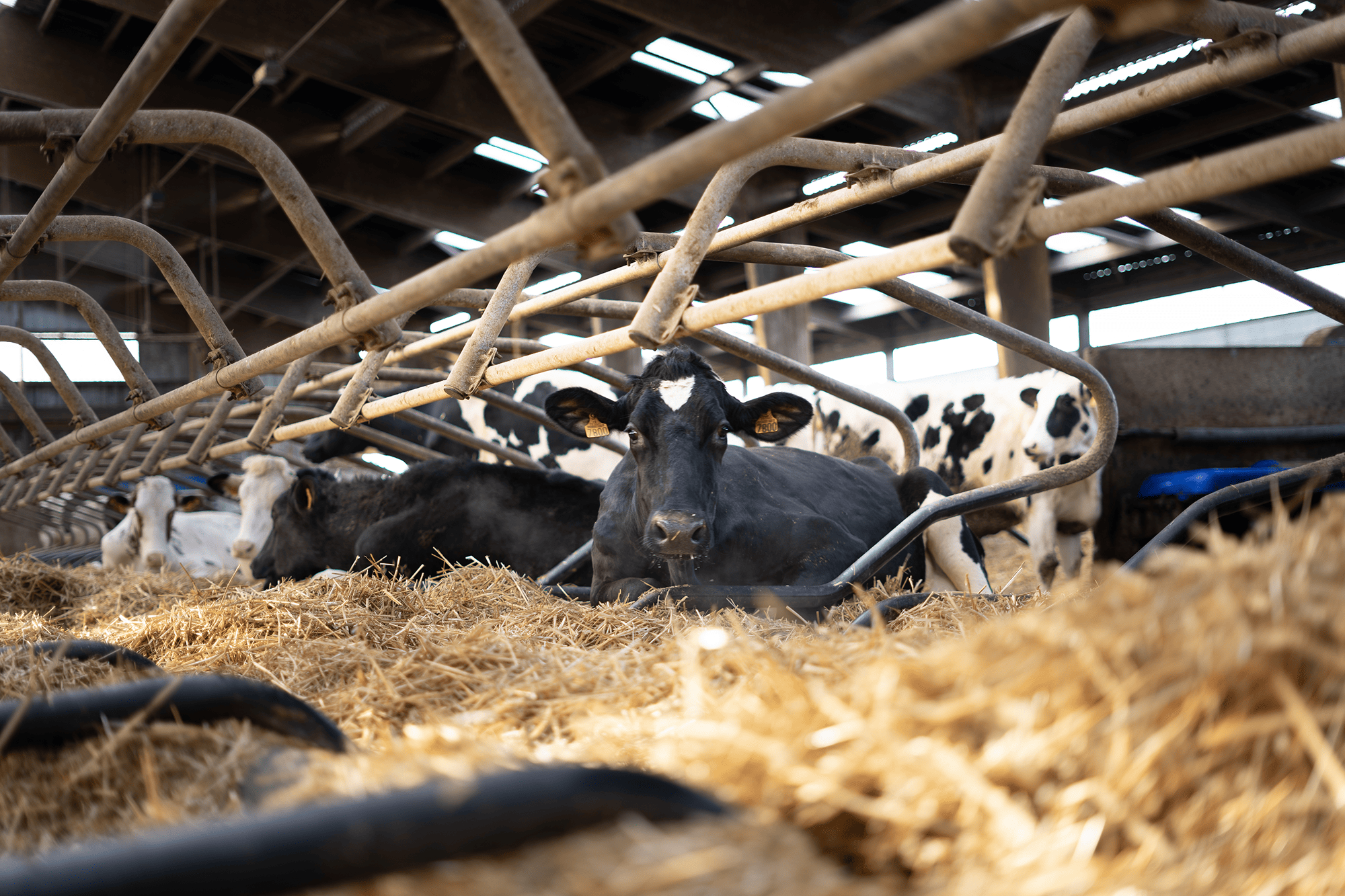 actisan 360 elevage vache bovin litiere