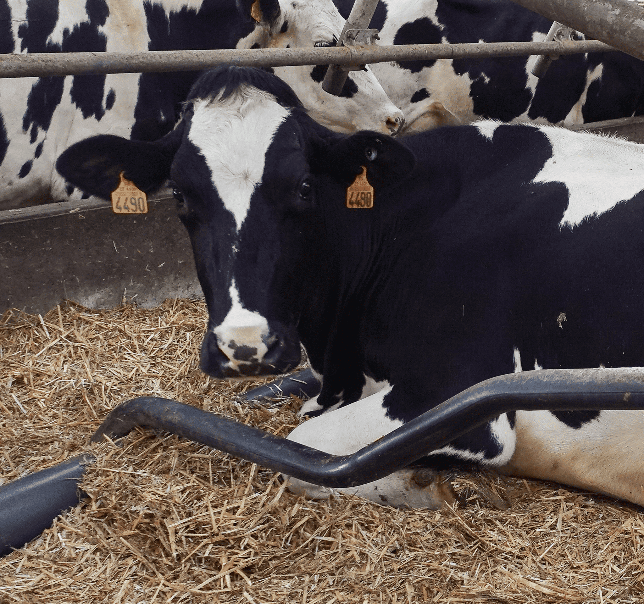 actisan 360 elevage vache bovin litiere temoignage eleveur