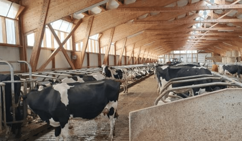 actipost 360 eleveur vache laitière
