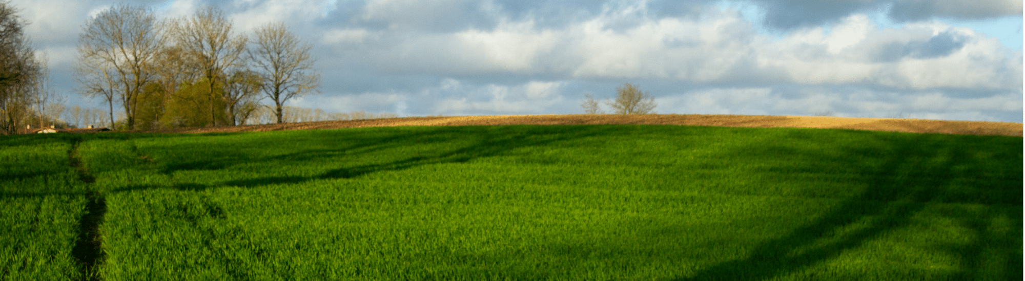 champ-ble-timacagro-france-biostimulant
