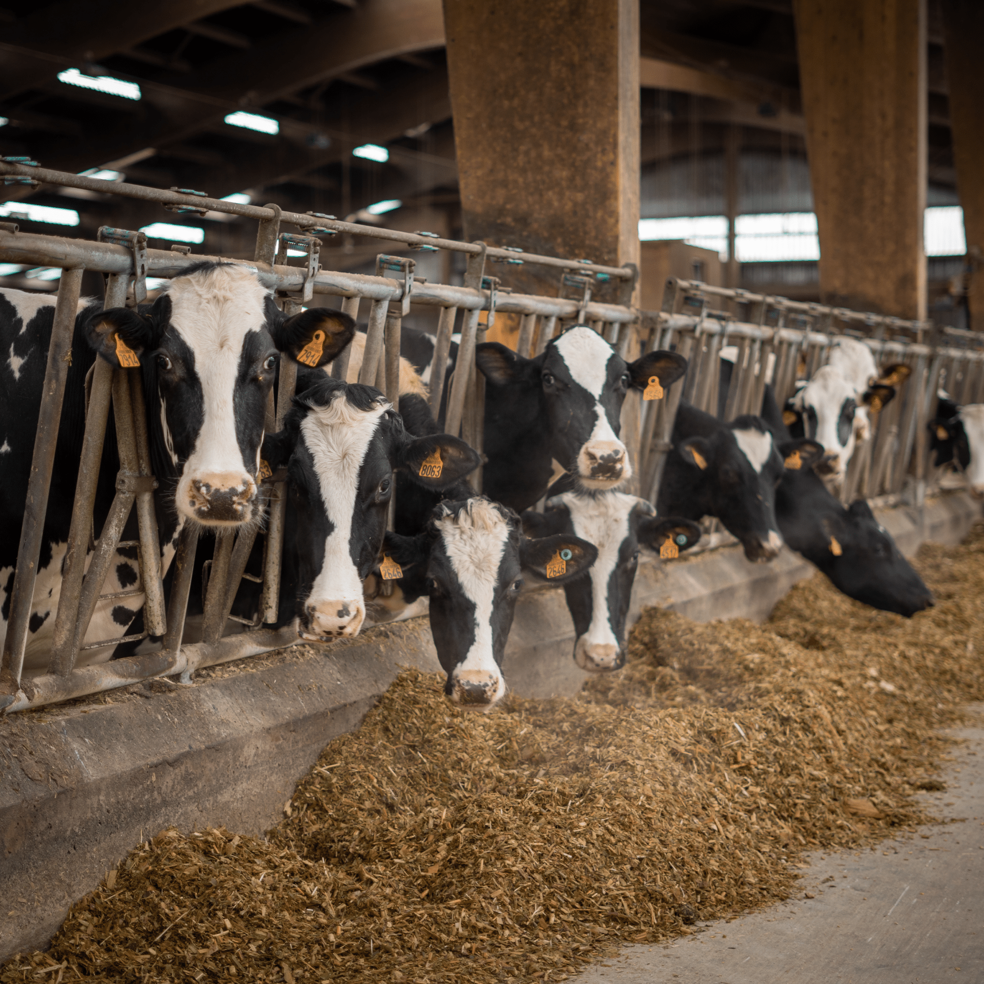 ensilage-ration-vache-elevage-mucotoxine