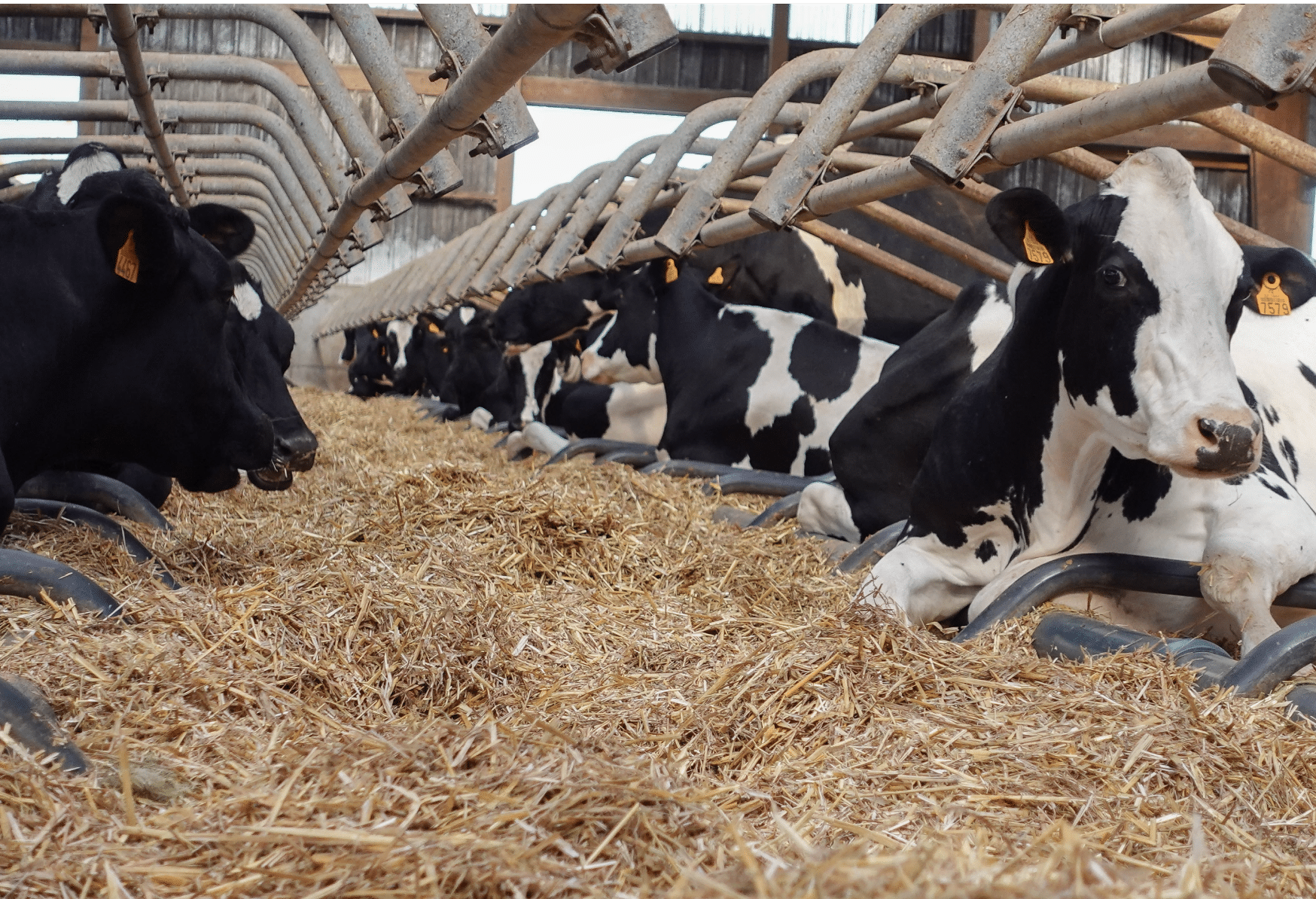 vache-litiere-batiment-elevage
