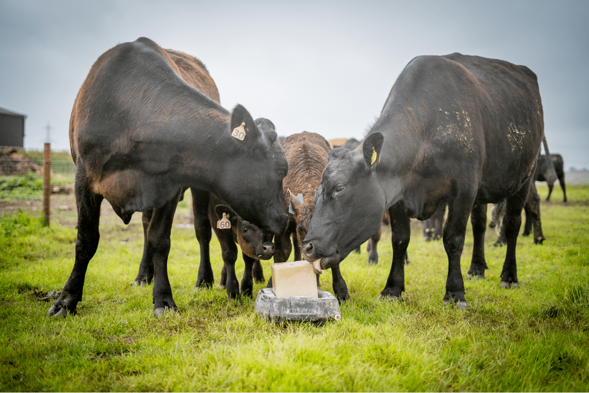 vache-bloc-sel-champs