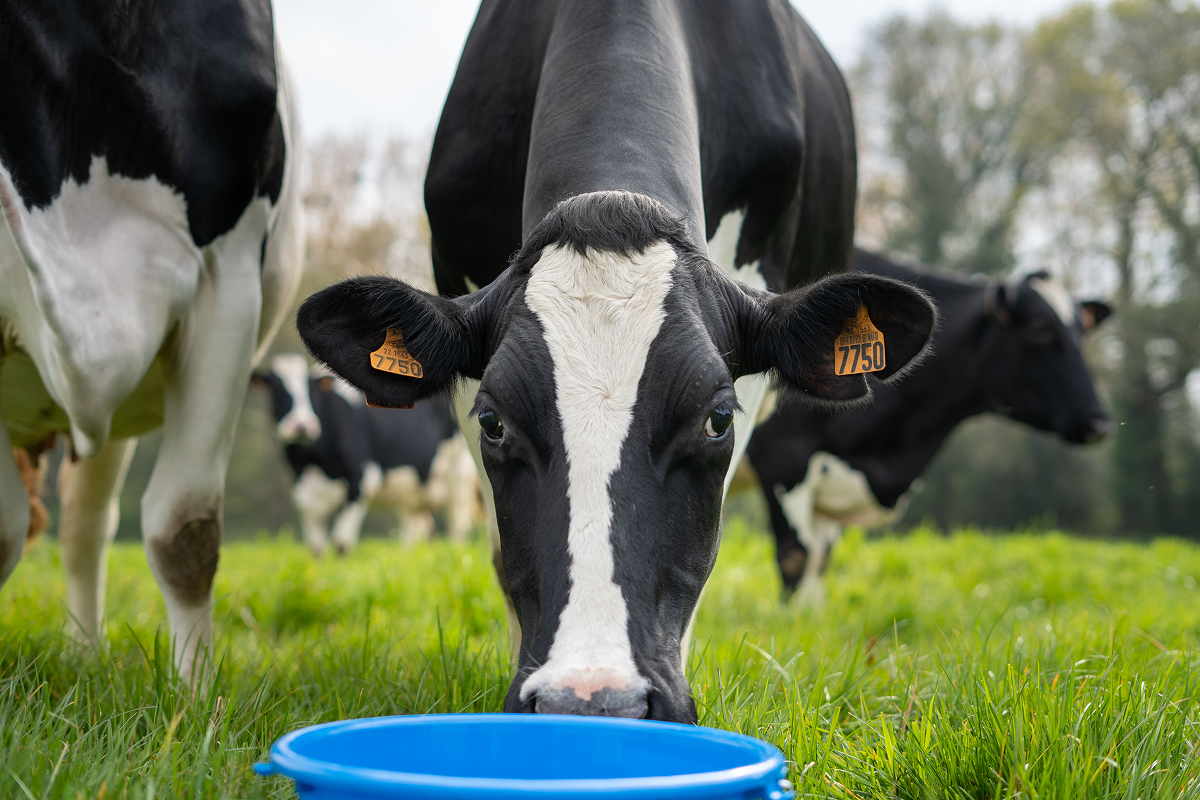 vache-seau-magnésium-alimentation