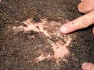 paroi rumen endommagée basse qualité