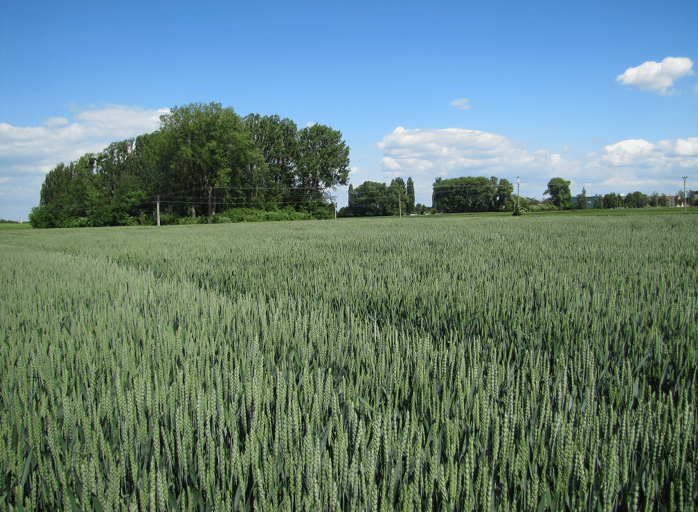ble-phosphore-nutrition-vegetale
