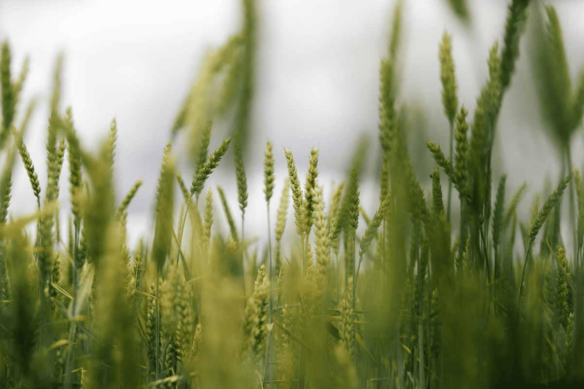 ble physiologie timac agro