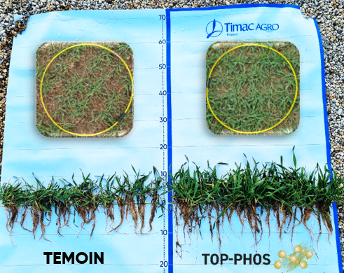 top phos triticale
