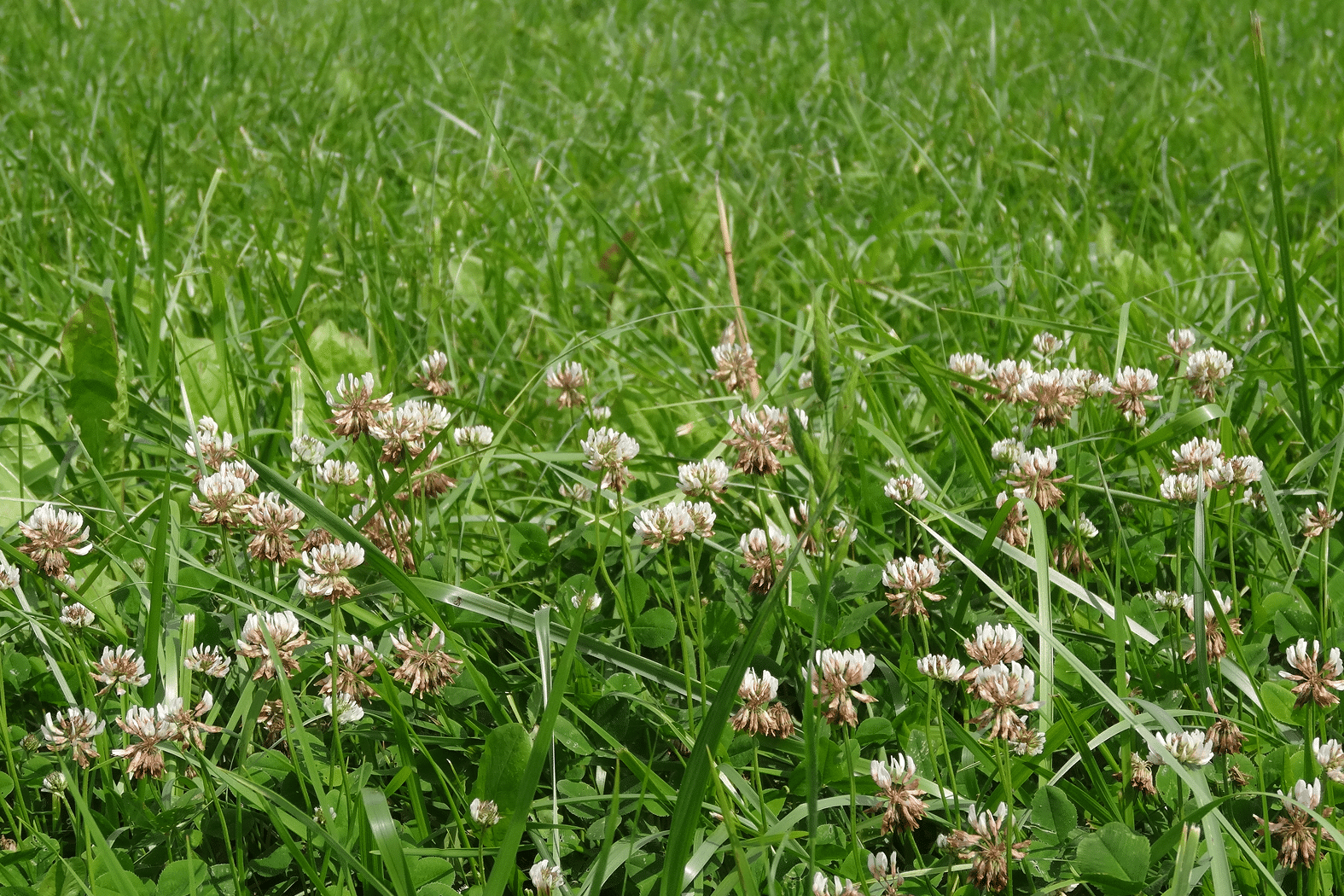 azote prairie timac agro (1)