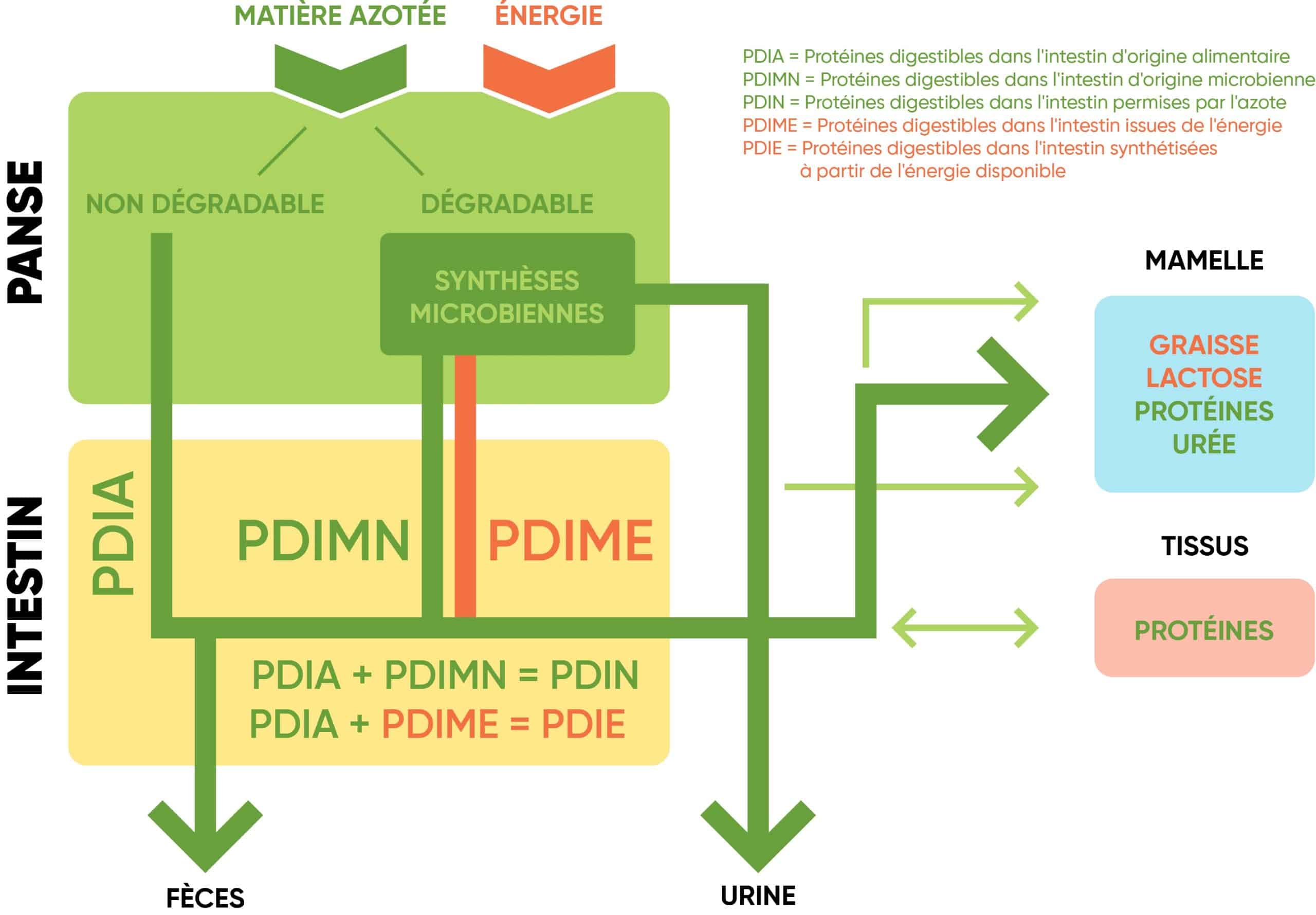 cycle de l'azote en production animale