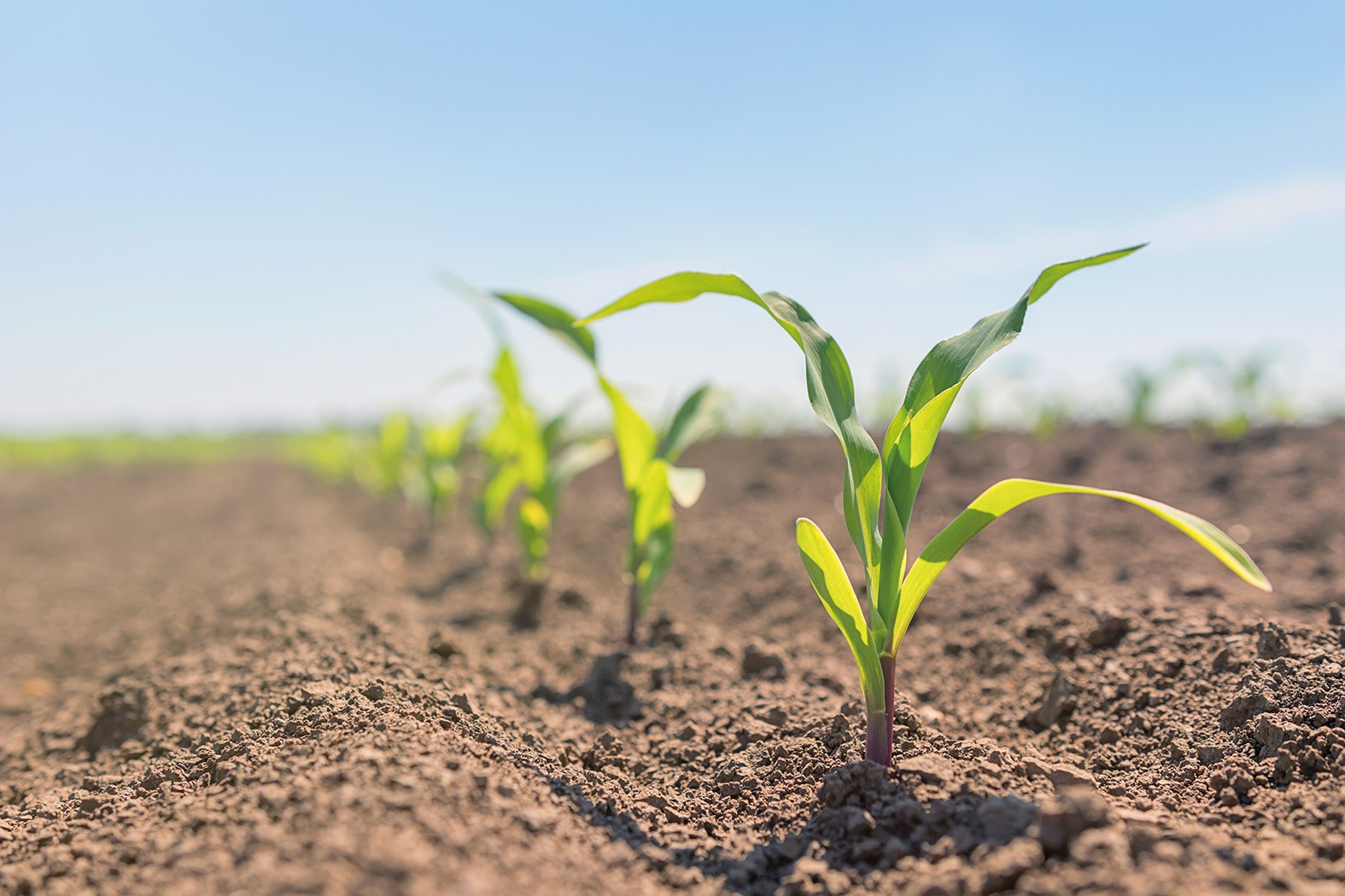young,green,corn,growing,on,the,field.,young,corn,plants.