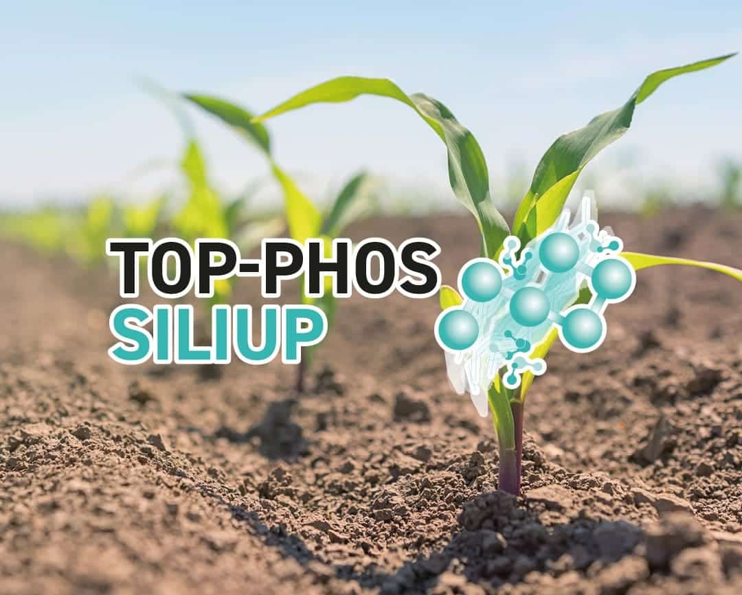 phosphore silice top phos siliup agronomie maïs