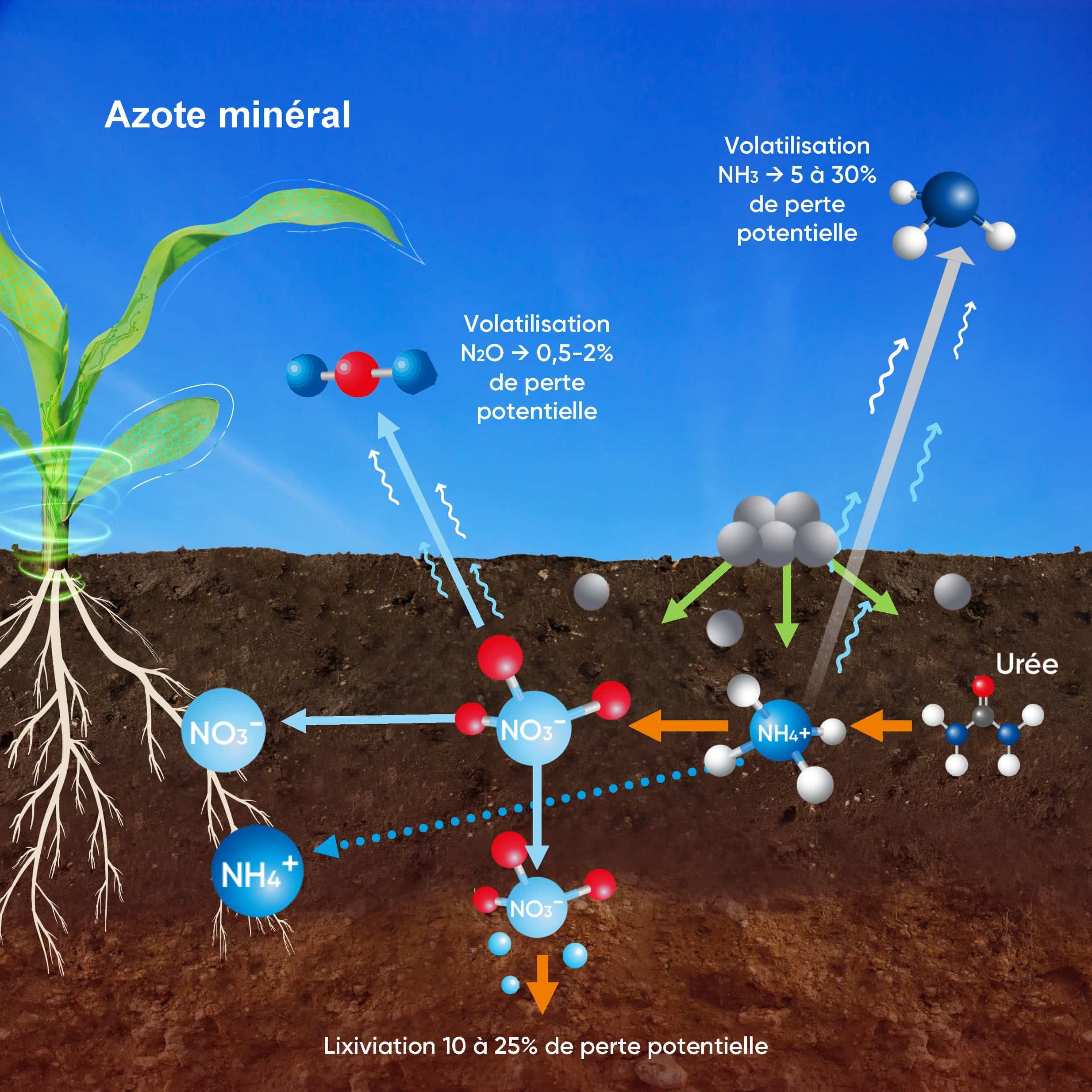 schéma azote minérale agronomie