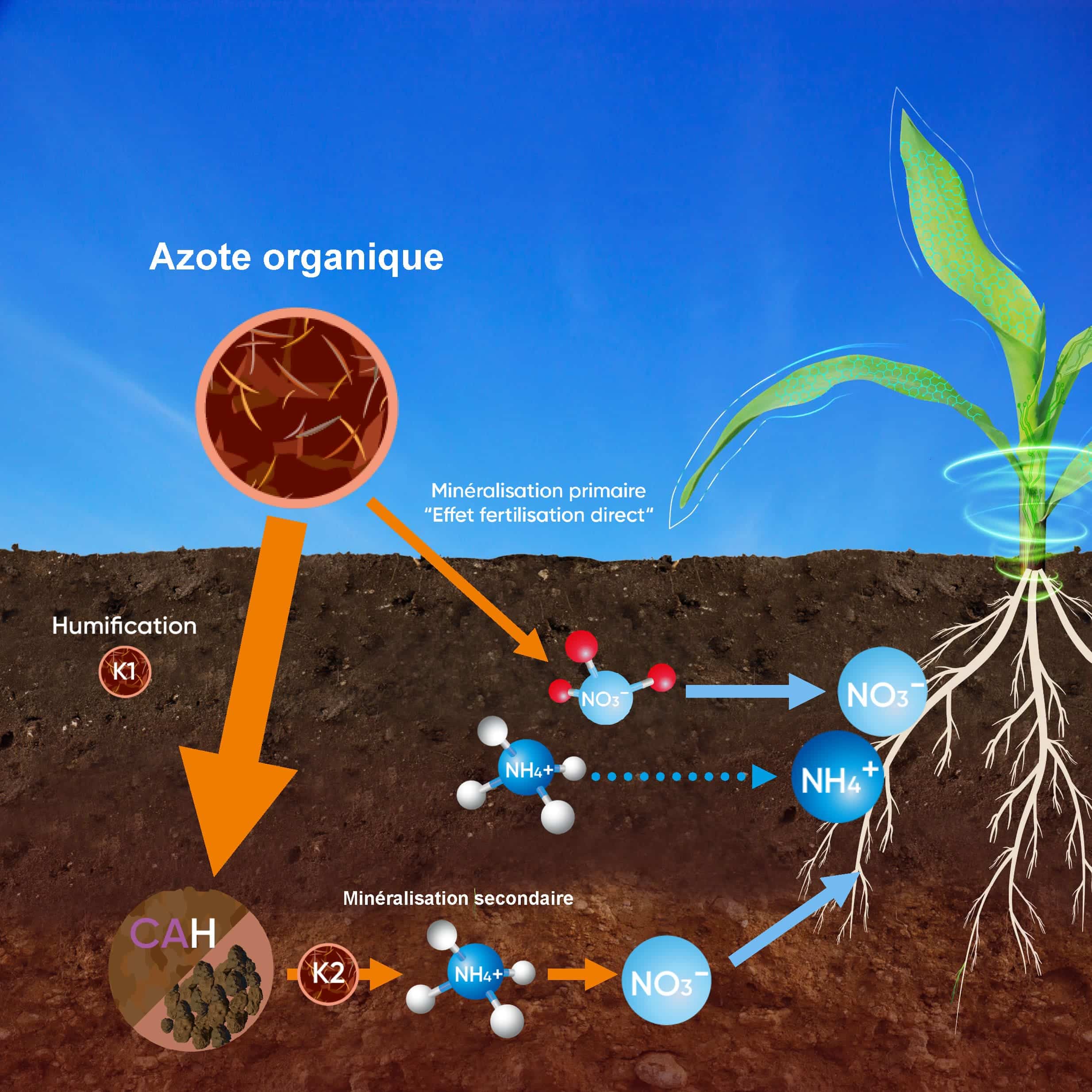 schéma azote organique agronomie