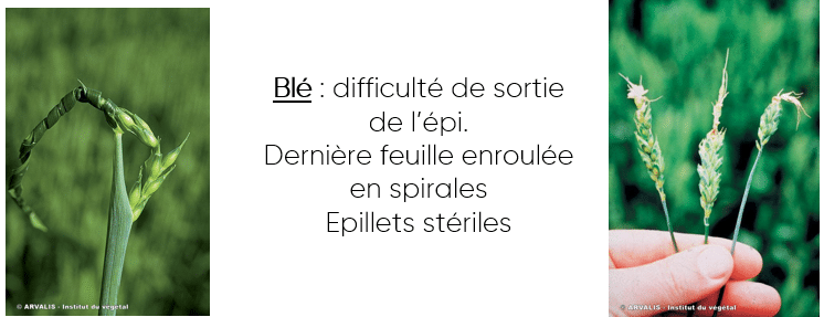 cuivre & blé