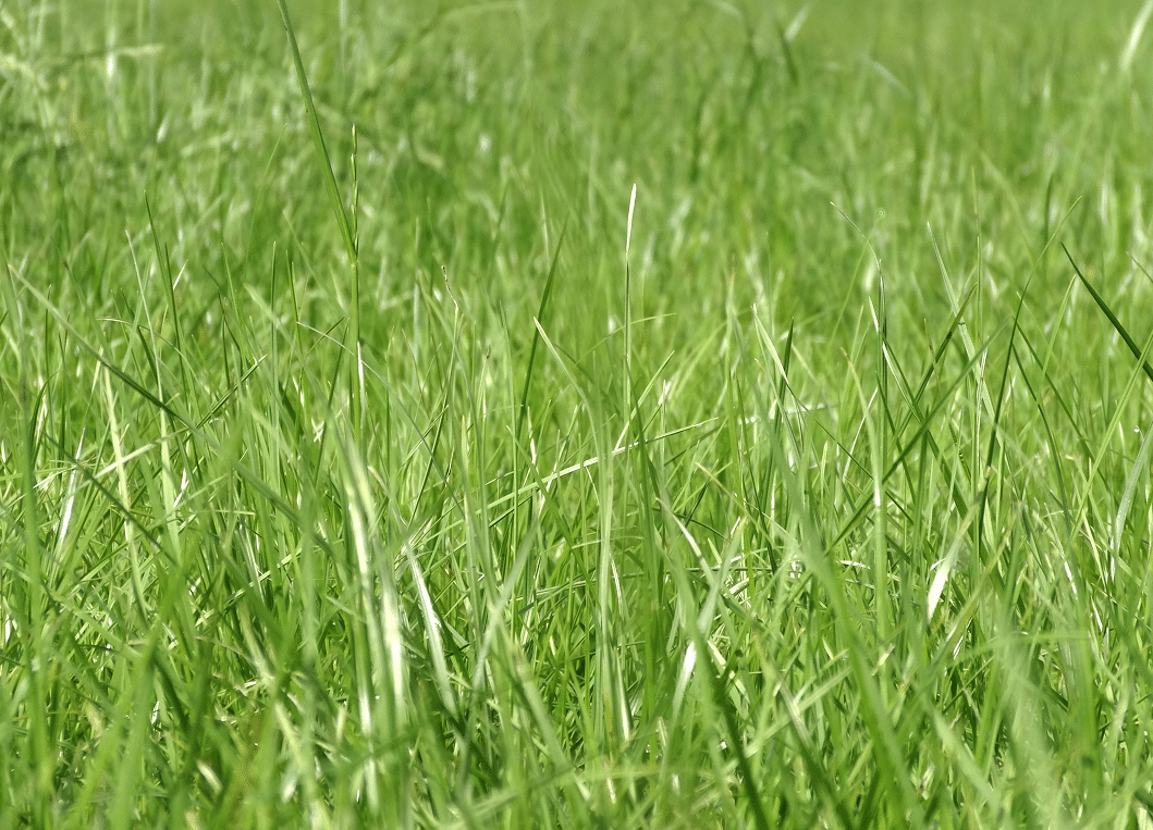 prairie-france-fertilisation