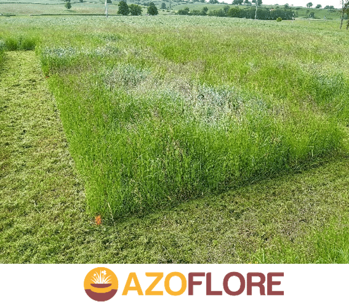 sol nutrition physiologie prairie azoflore