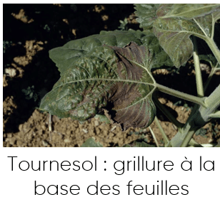 tournesol & bore