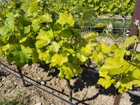 chlorose ferrique vigne syrah 2