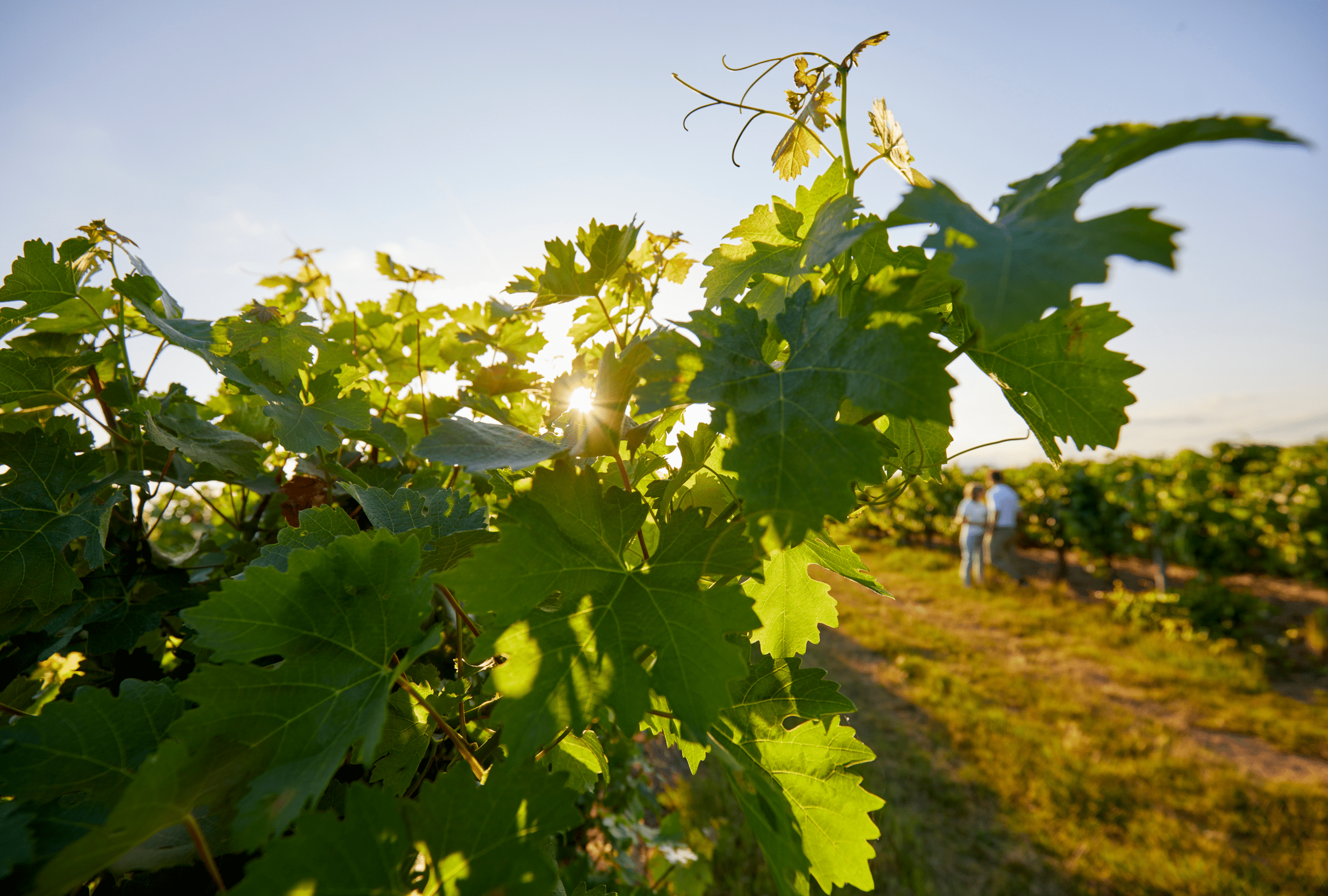 vigne nutrition vegetale fer 1