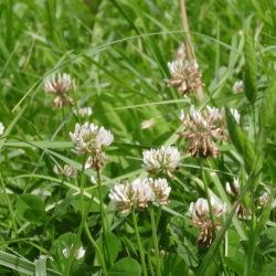 azote prairie timac agro