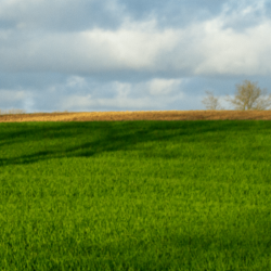champ-ble-timacagro-france-biostimulant